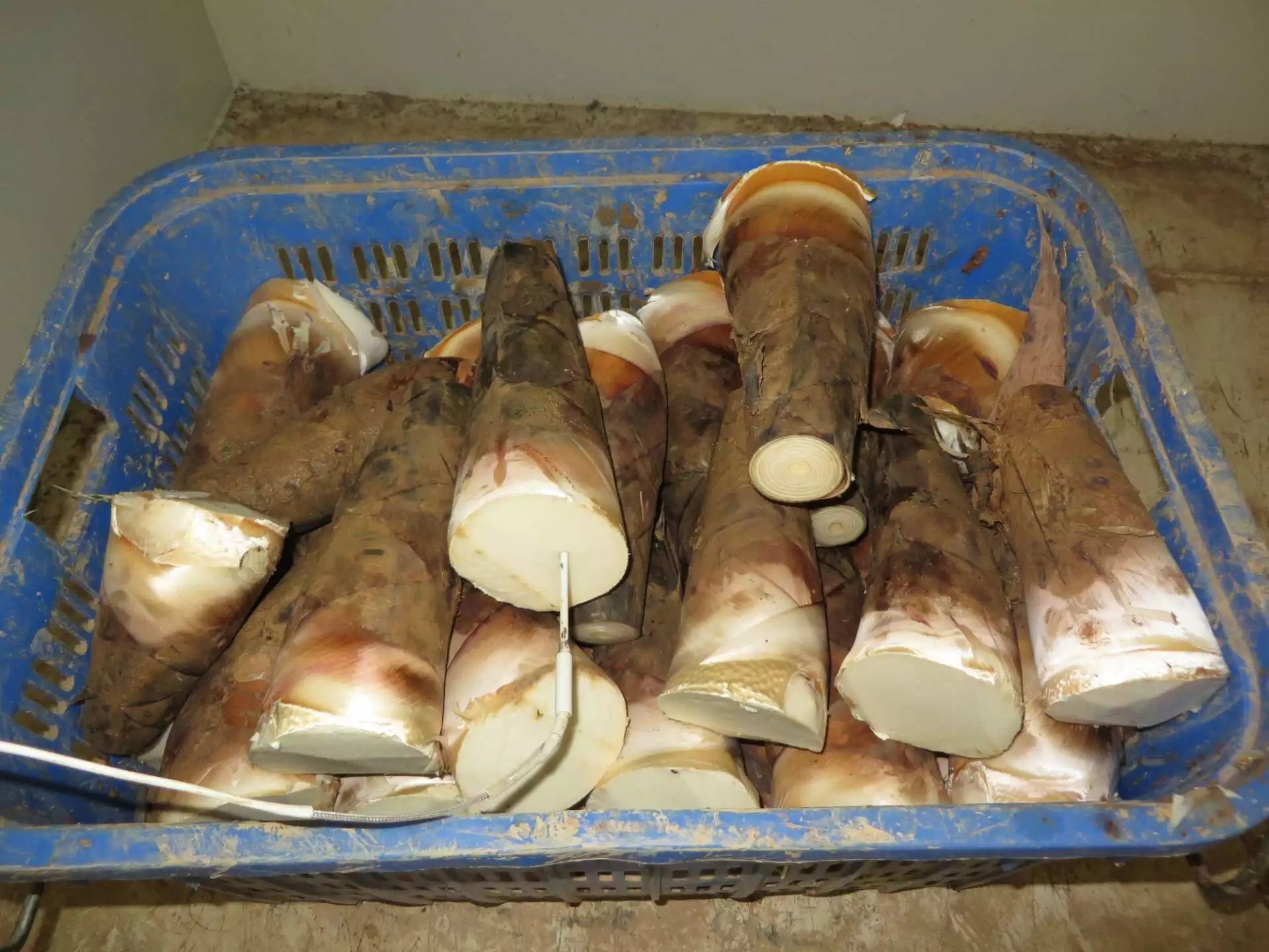 A close-up of the bamboo shoots with an integrated temperature probe inserted. This ensures the core temperature drops evenly and rapidly to optimal preservation levels in just minutes.