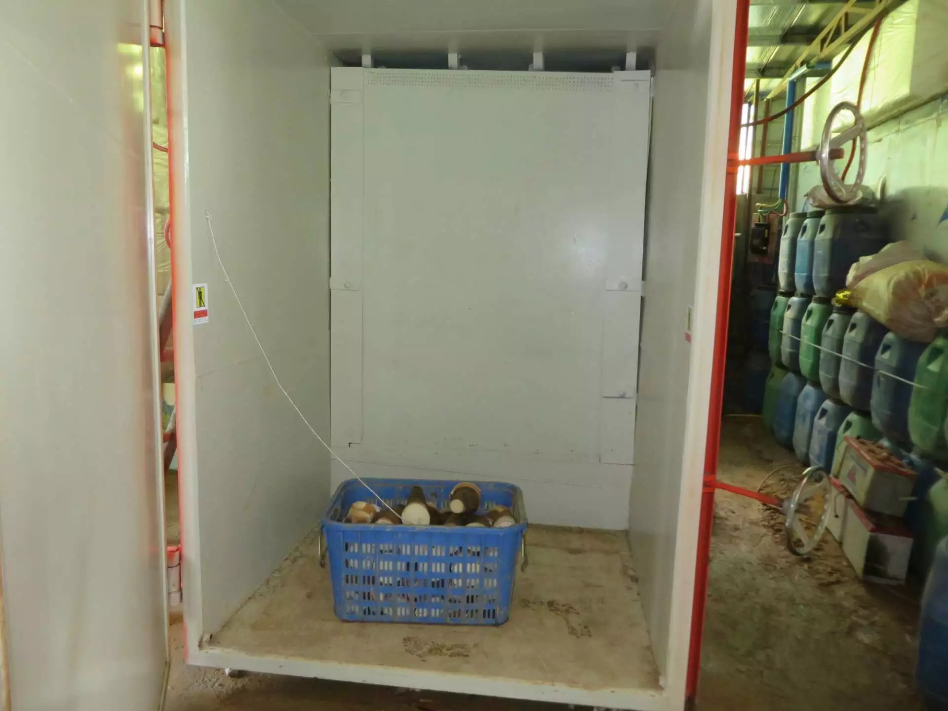 Freshly harvested bamboo shoots loaded into the spacious vacuum chamber, prepared for the rapid pressure-drop cooling cycle.